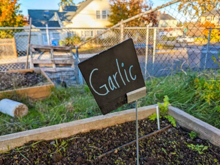 A garden stake sign for garlic